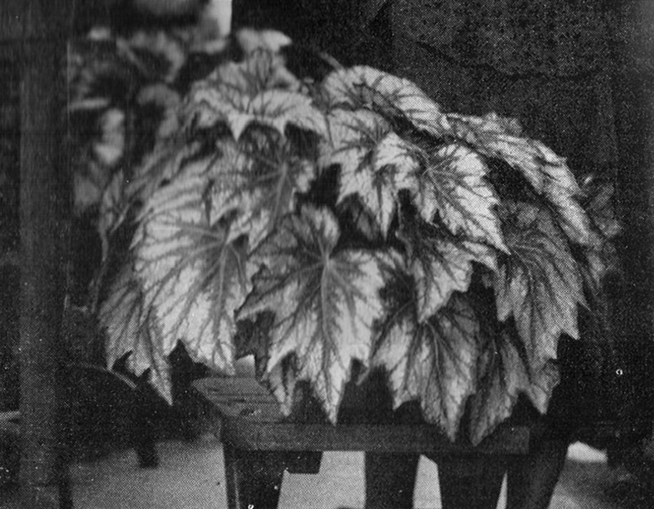 B. ‘Joeli’